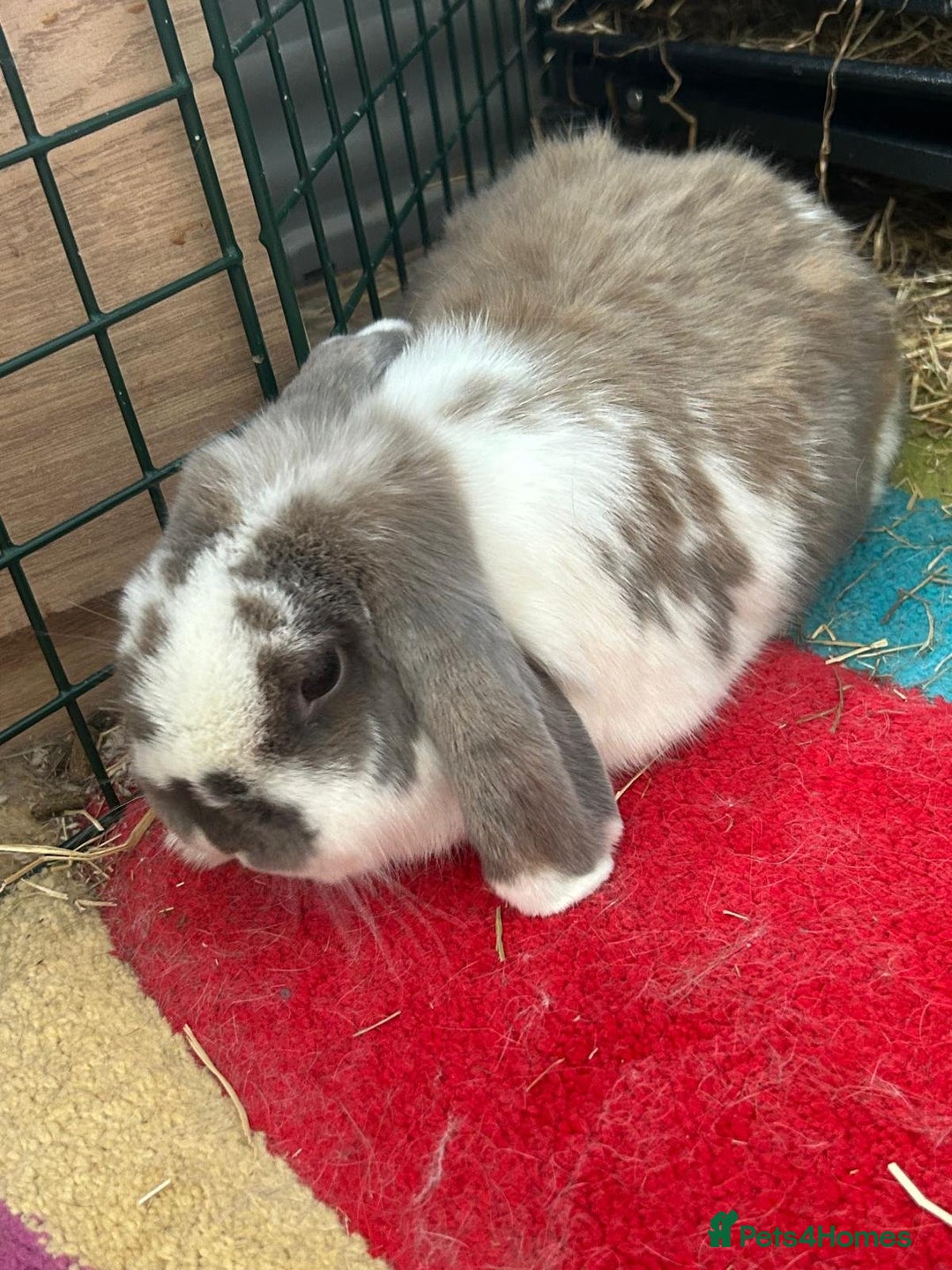 Mini Lop rabbits for sale: Bonded pair mini lop rabbits  - Image 3