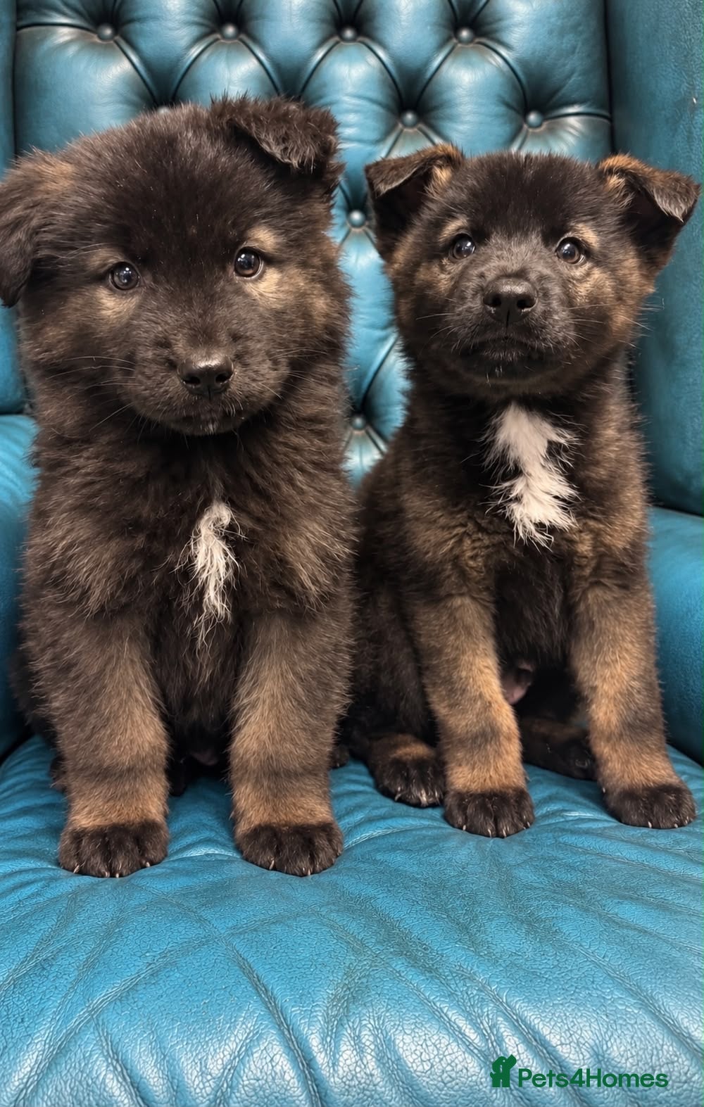 Akita dogs for sale: AKITA PUPPYS BOYS/GIRLS  - Advert 2