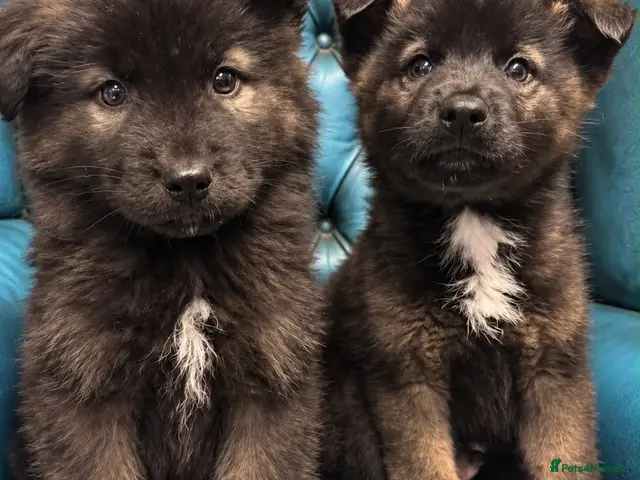 Akita dogs for sale: AKITA PUPPYS BOYS/GIRLS - Advert 2