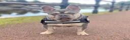 French Bulldog dogs for stud: BEAUTIFUL LILAC AND TAN FRENCH BULLDOG in Sunderland - Advert 3