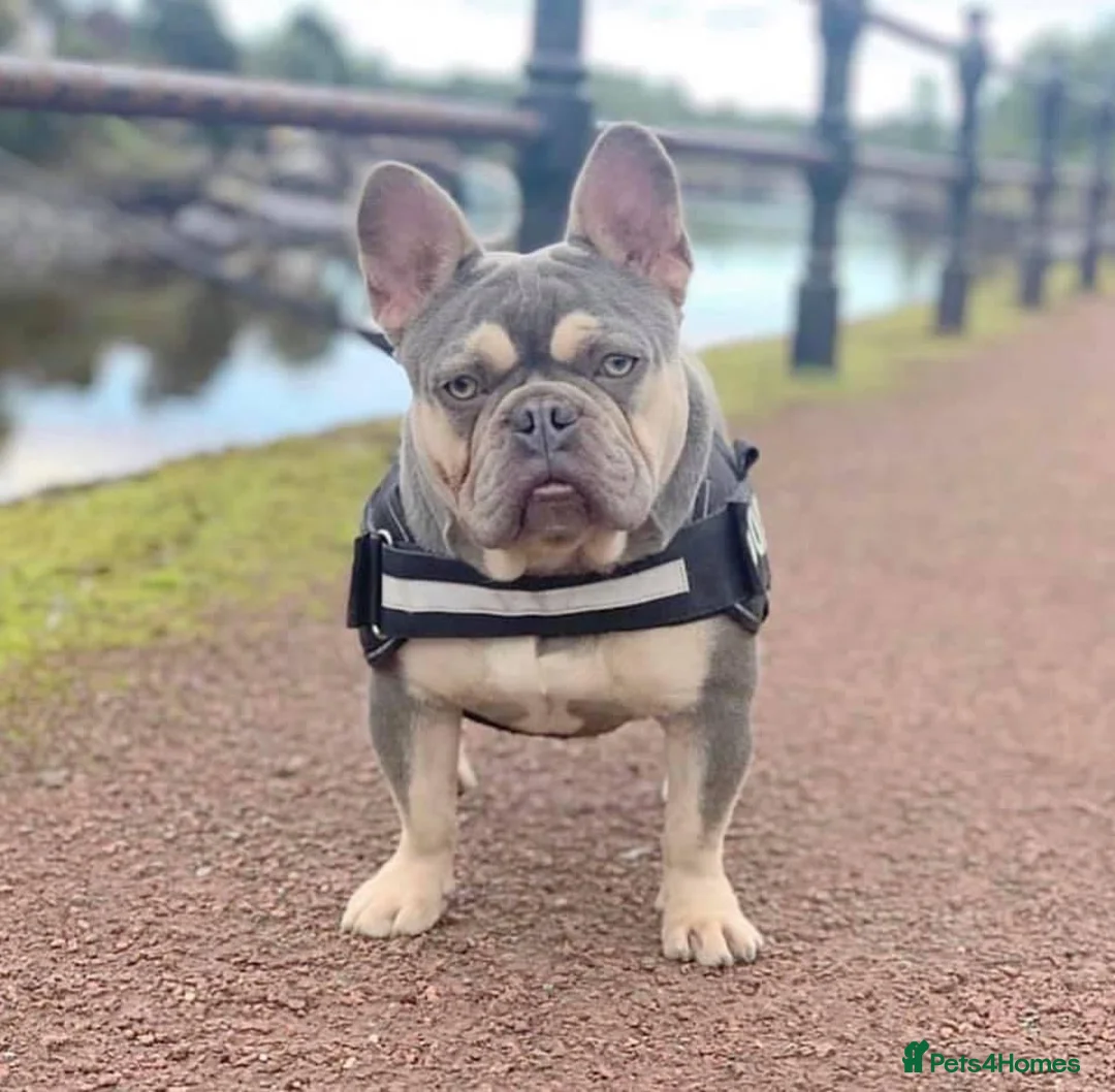 French Bulldog dogs for stud: BEAUTIFUL LILAC AND TAN FRENCH BULLDOG in Sunderland - Advert 3
