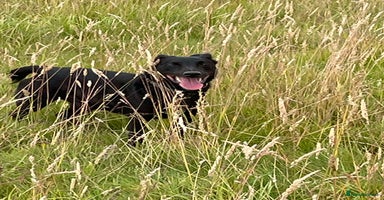 Mixed Breed dogs in Ross-on-Wye - Advert 2
