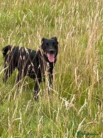 Mixed Breed dogs TED - 6 yrs, medium, playful, loves other dogs in Ross-on-Wye - Advert 15