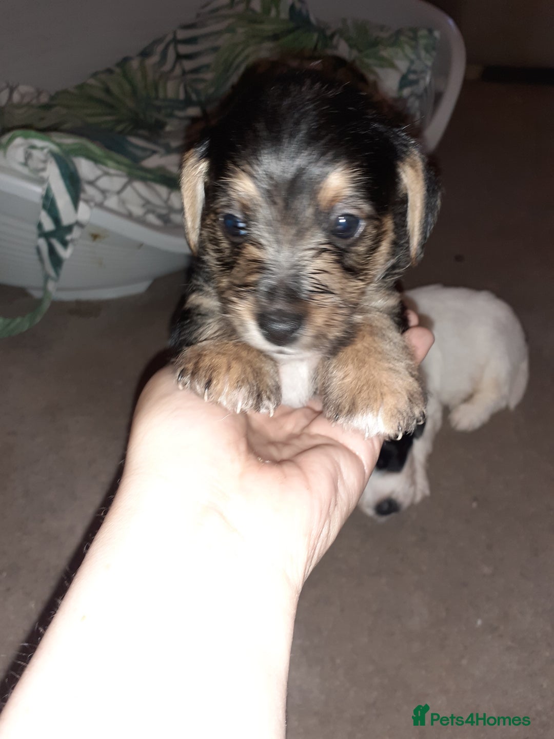 Jack Russell dogs for sale: Stacey/ stephen in Bridgnorth - Image 12