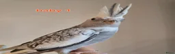 Cockatiels birds for sale: 3 white & grey pearl cockatiels  - Advert 4