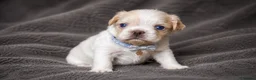 French Bulldog dogs for sale: ✨ Stunning French Bulldog Puppies Available ✨ in Bromsgrove - Advert 4