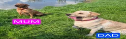 Labrador Retriever dogs for sale: Pedigree fox red/yellow labrador puppies  - Advert 3