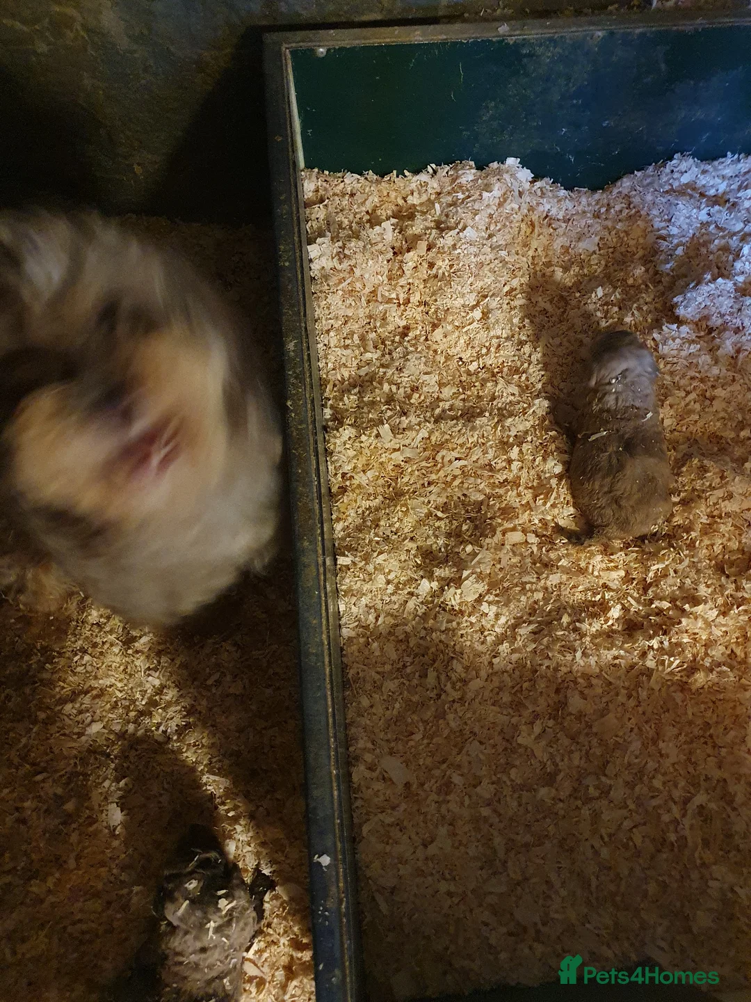 Miniature Poodle dogs for sale: miniature poodle puppy in Ayr - Advert 1