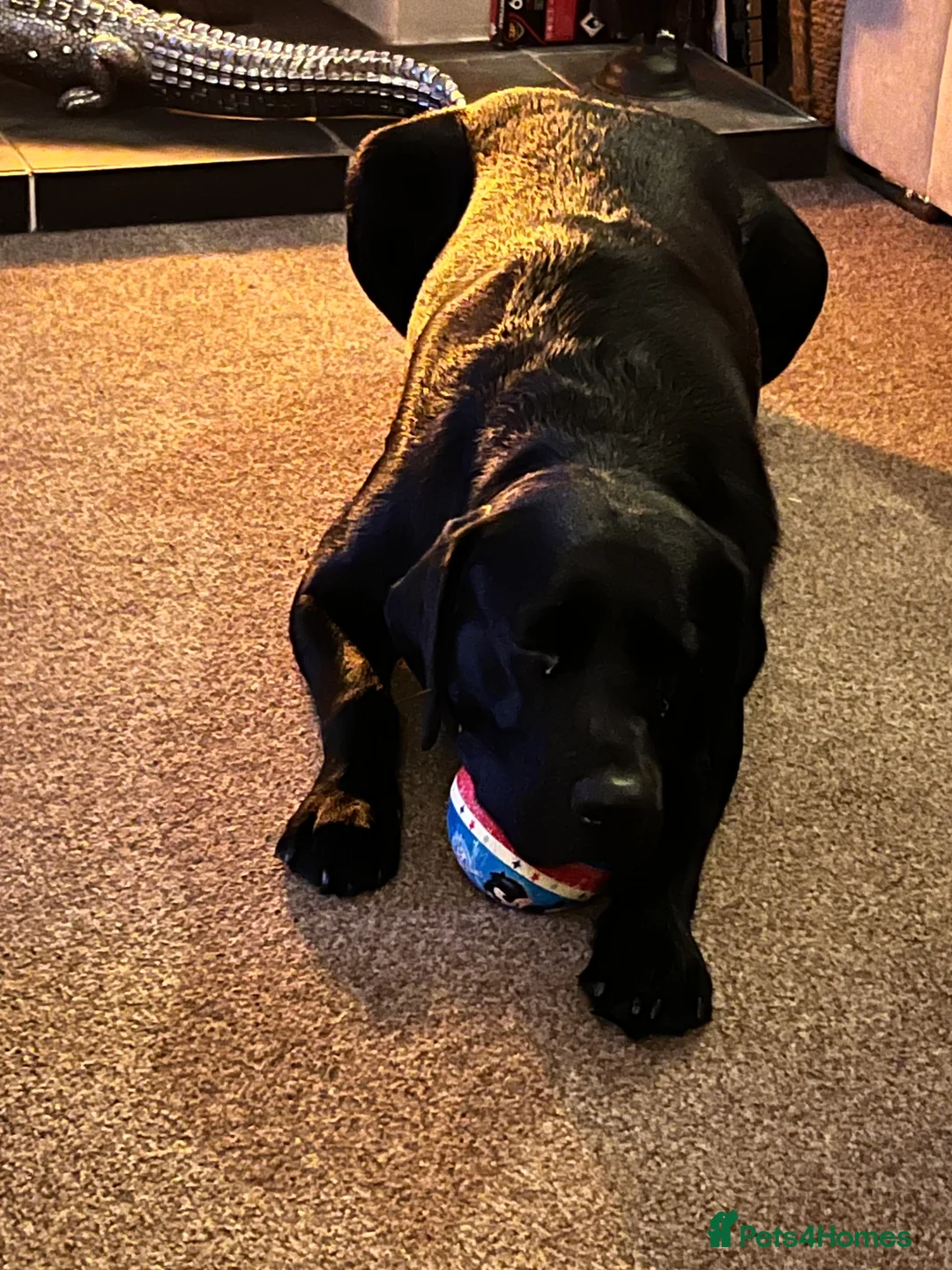 Gallery Image {{count}}