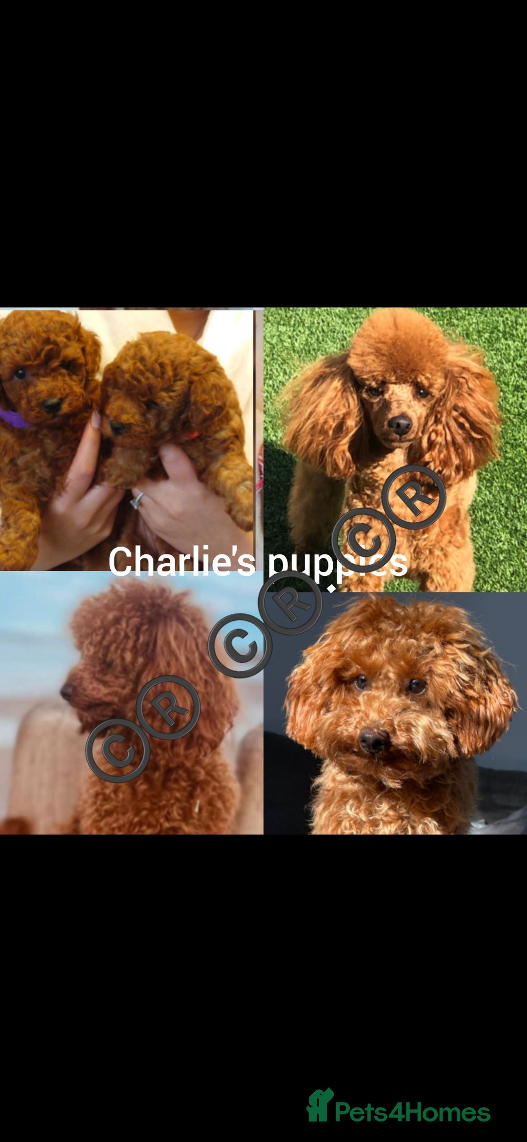 Toy Poodle dogs for stud: TOY & MINIATURE BOY'S FOR STUD  in Iver - Image 10