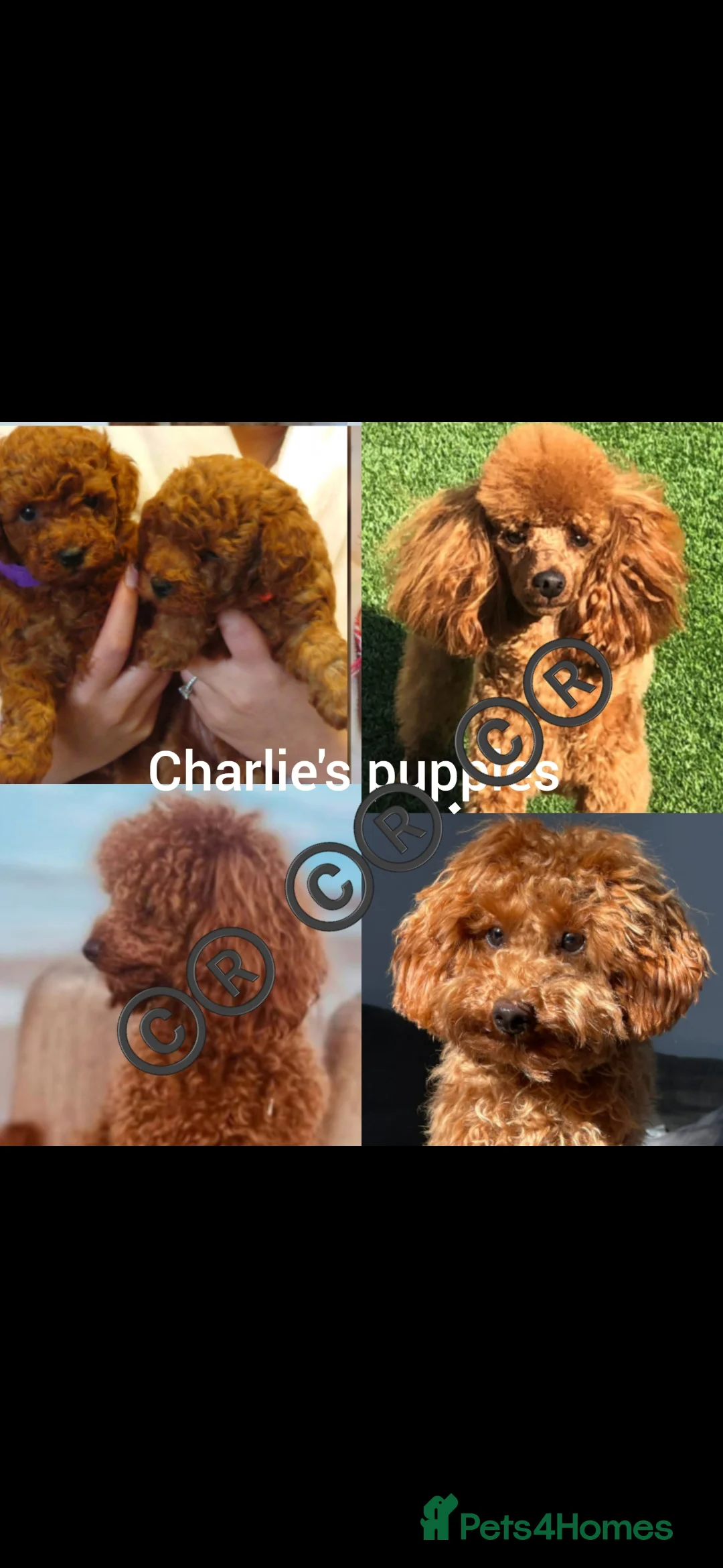 Toy Poodle dogs for stud: TOY & MINIATURE BOY'S FOR STUD  in Iver - Advert 7