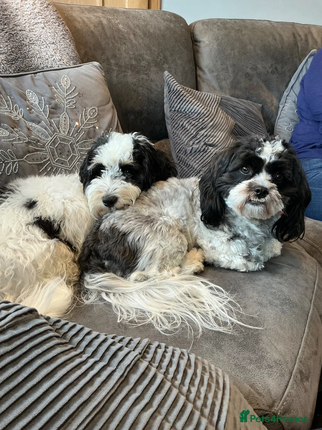 Mixed Breed dogs for sale: Havanese mix puppies in Thurso - Advert 6