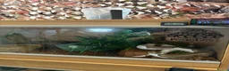 Python Snake reptiles for sale: Mojave Pied and Enclosure in Waterlooville - Advert 5