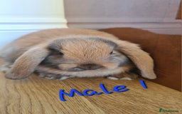 Mini Lop rabbits for sale: 6 Mini Lop Baby Rabbits - 4 females, 2 males - Image 2