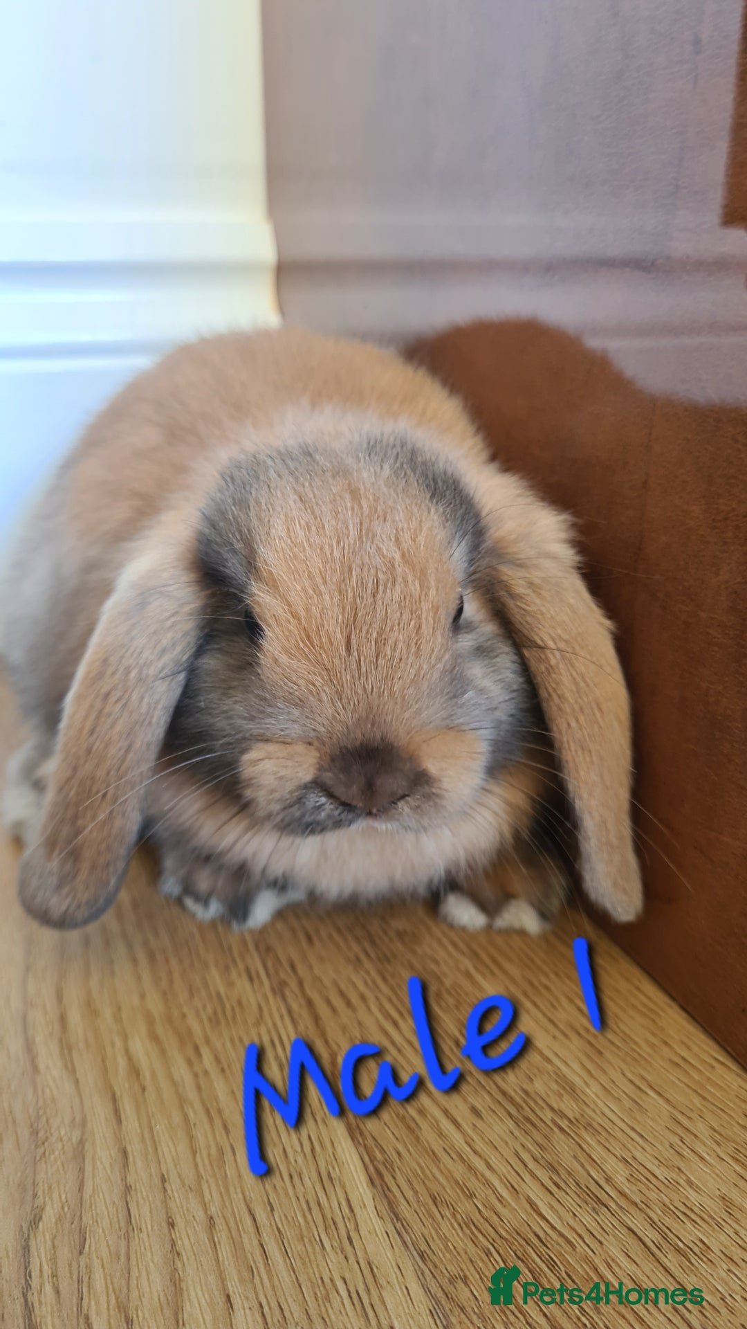 Mini Lop rabbits for sale: 6 Mini Lop Baby Rabbits - 4 females, 2 males - Image 2