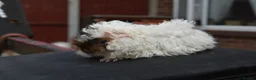 Guinea Pig rodents for sale: ⭐️ Baby Guinea Pigs Looking For New Homes⭐️ - Advert 10