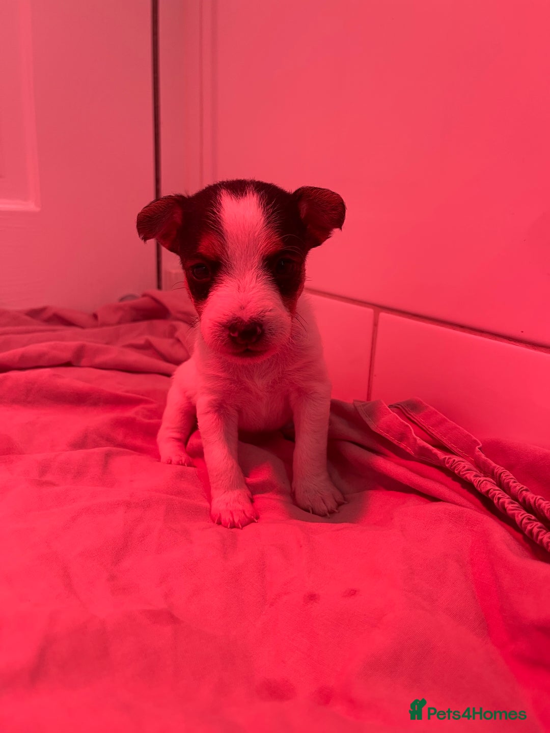 Jack Russell dogs for sale: READY NOW! OutstandingJack Russell puppies - Advert 30