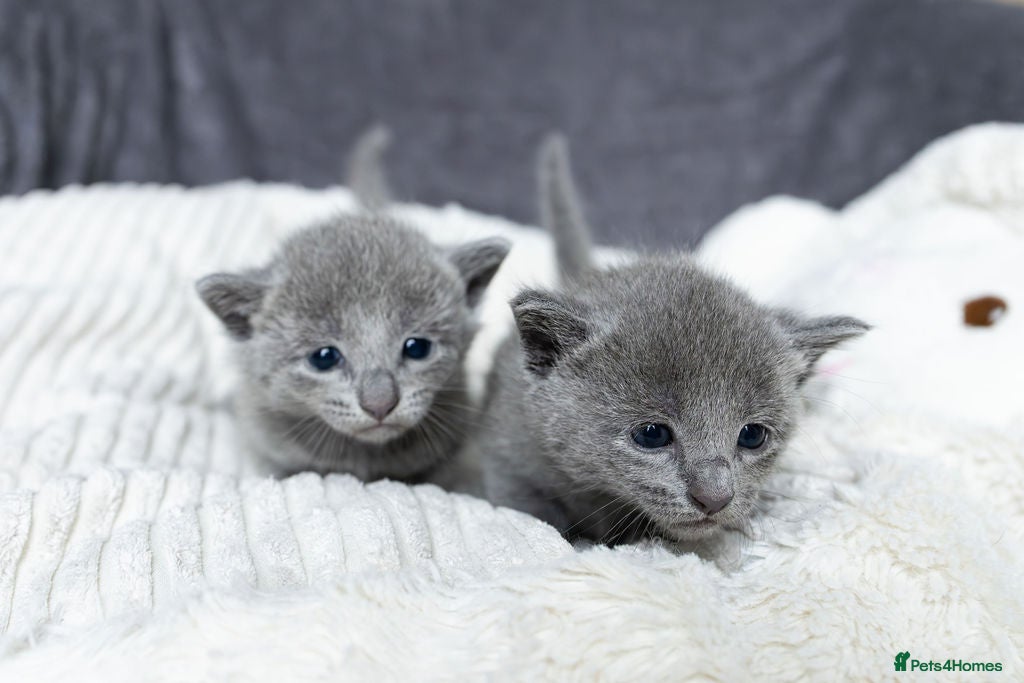 Russian Blue cats Pure Russian Blue Kittens Available to Reserve  - Advert 3