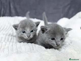 Russian Blue cats Pure Russian Blue Kittens Available to Reserve - Advert 6