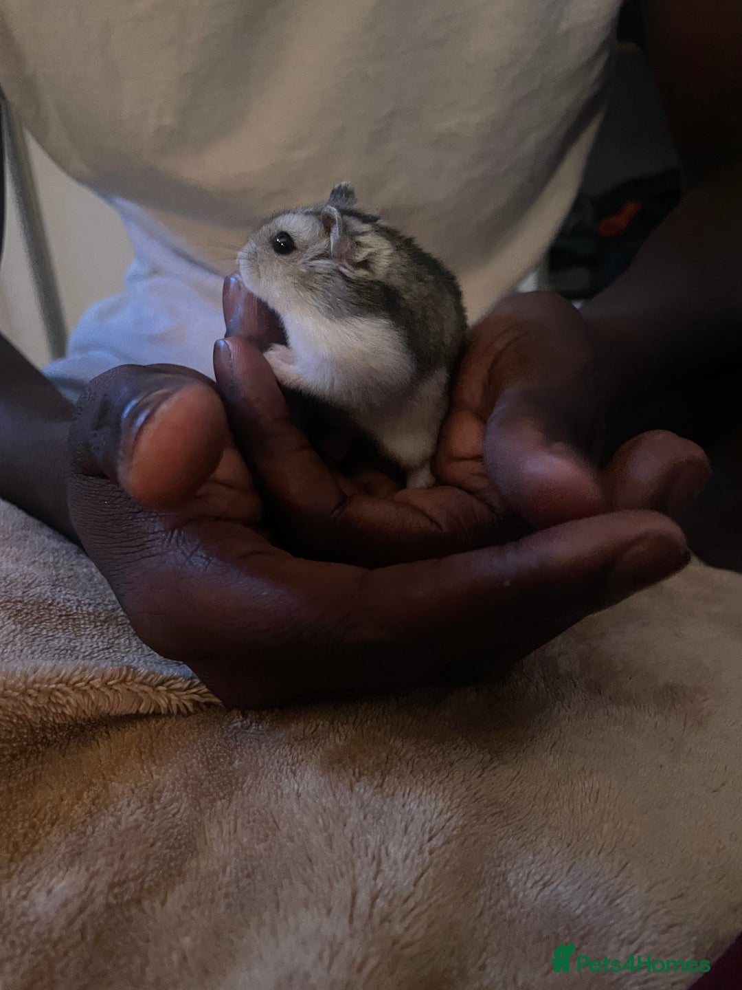 Hamster rodents for sale: Female russian dwarf hamster  - Image 2