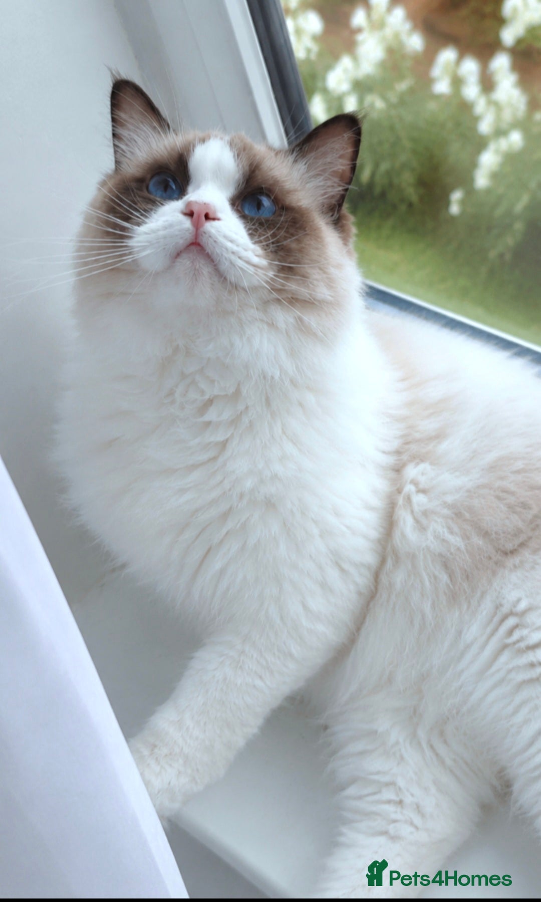 Ragdoll cats for sale: ✨ Exceptional Ragdolls,a distinguished lineage ✨ - Advert 1