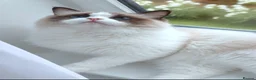 Ragdoll cats for sale: ✨ Exceptional Ragdolls,a distinguished lineage ✨ - Advert 2