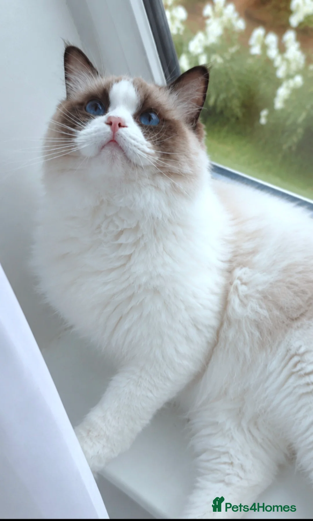 Ragdoll cats for sale: ✨ Exceptional Ragdolls,a distinguished lineage ✨ - Advert 2