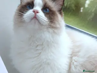 Ragdoll cats for sale: ✨ Exceptional Ragdolls,a distinguished lineage ✨ - Advert 1