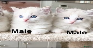 Ragdoll cats - Advert 8