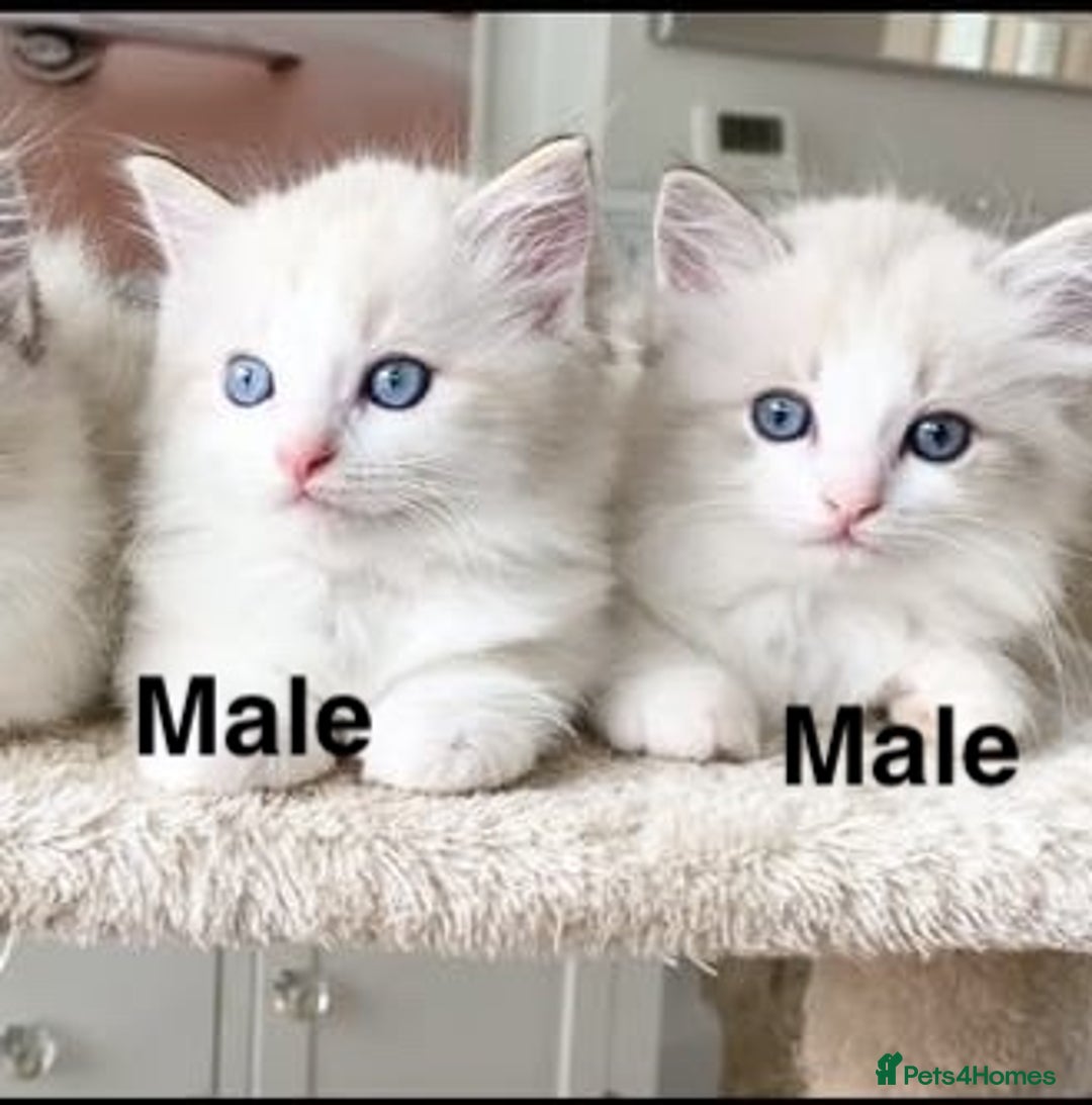 Ragdoll cats for sale: INDOOR TWO MALE GCCF REGISTERED RAGDOLL KITTENS - Image 2