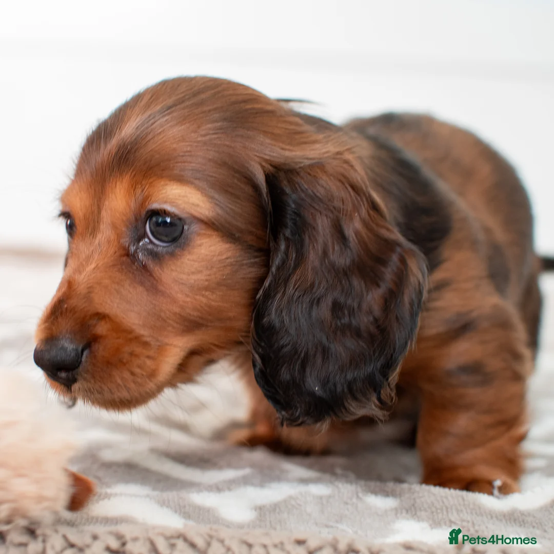 Miniature Dachshund dogs for sale:  Miniature Long-Haired Dachshund Puppies–Red Merle - Advert 29
