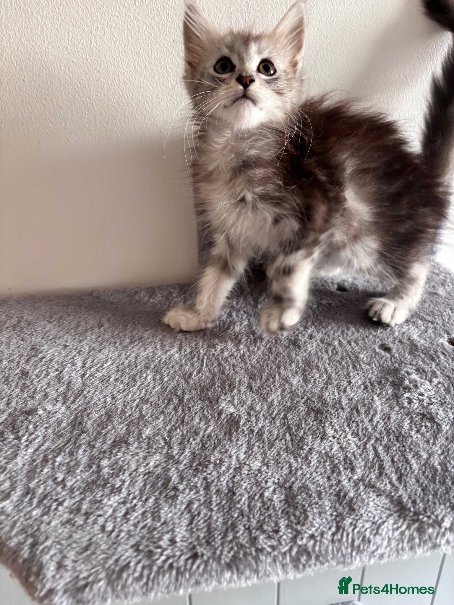 Maine Coon cats Majestic fluffballs FOR SALE (1 kitten left) - Advert 2