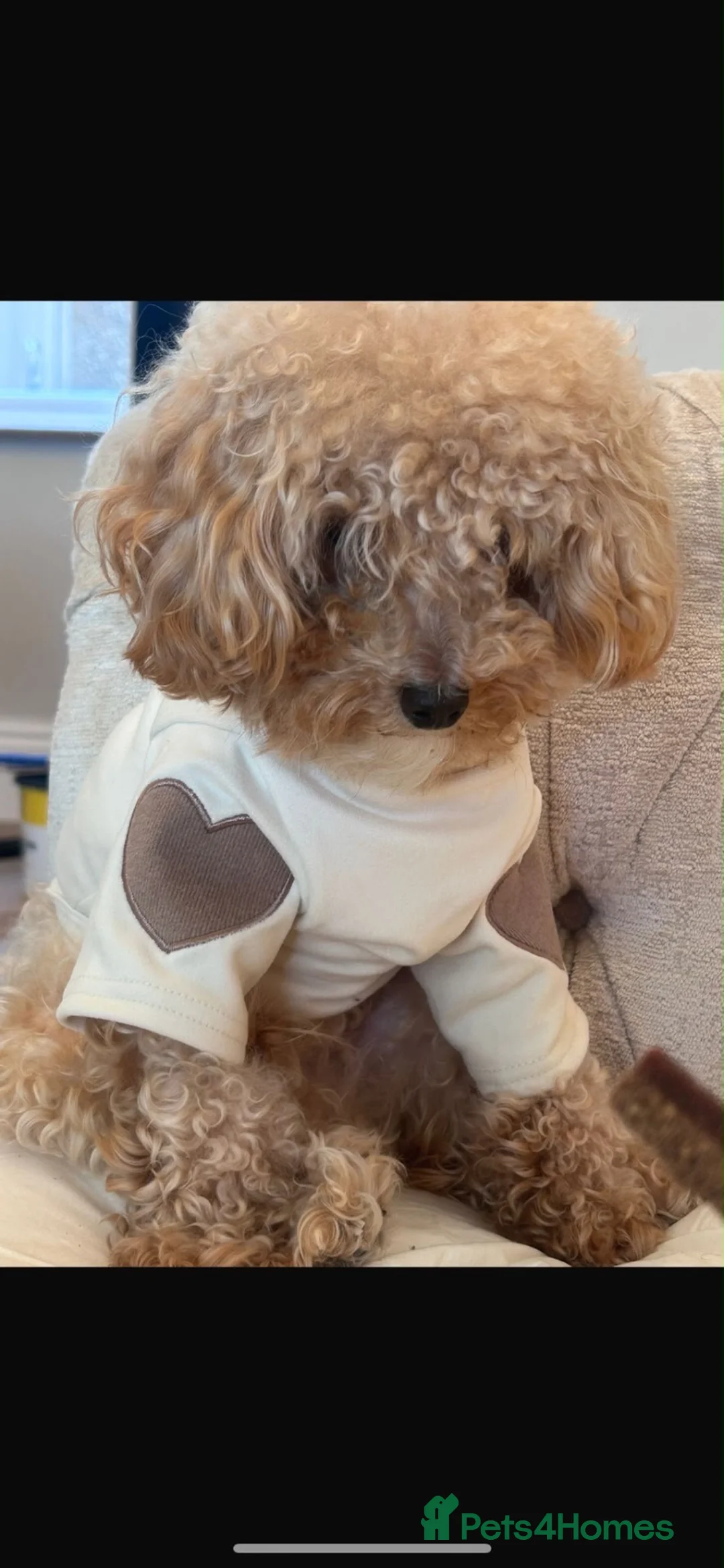 Toy Poodle dogs for sale: Toy poodle - Advert 4