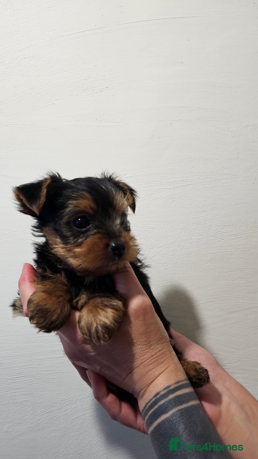 Yorkshire Terrier dogs for sale: 1 Male , Miniature Yorkshire  in Manchester - Image 7