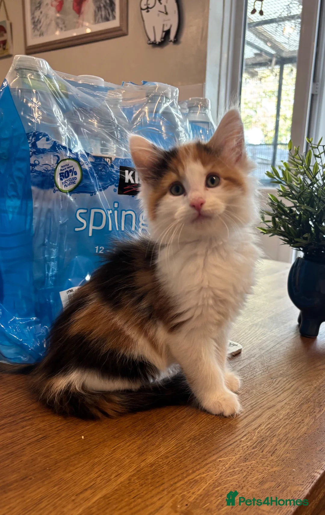 Maine Coon cats for sale: Maine coon cubs - some polydactyl  - Advert 1