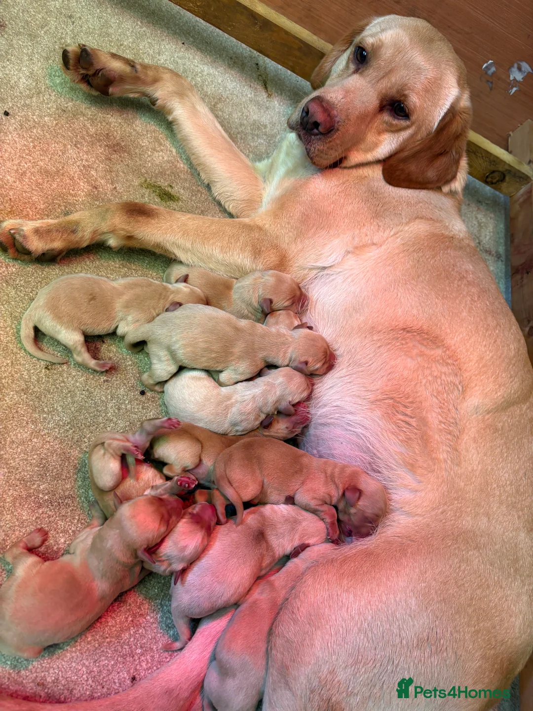 Labrador Retriever dogs for sale: Kc reg fox red lab puppies  - Advert 1