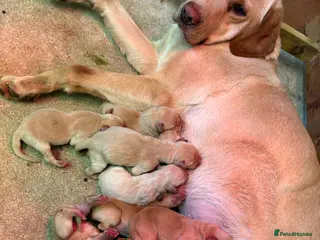 Labrador Retriever dogs Kc reg fox red lab puppies - Advert 6
