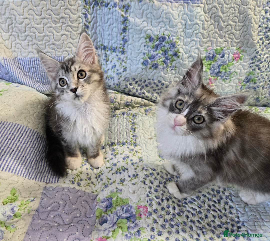 Maine Coon cats for sale: Beautiful playful Maine Coon kittens  - Image 23