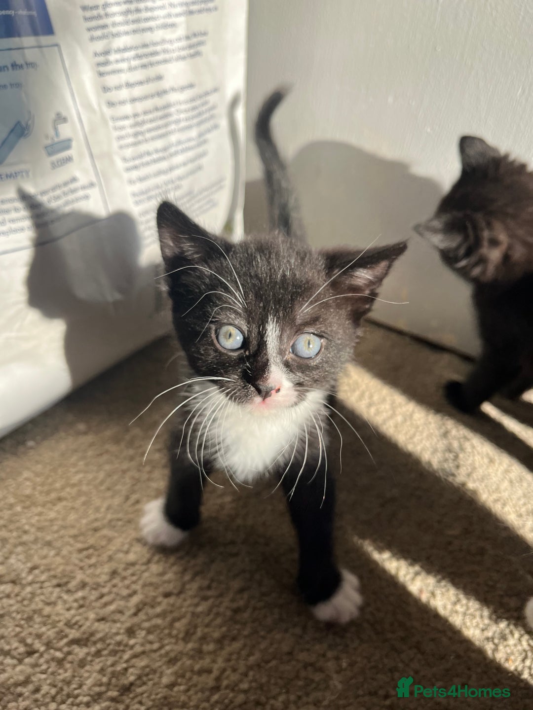 Mixed Breed cats for sale: Kittens for sale  - Advert 12