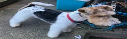 Fox Terrier dogs for stud: Wire haired fox terrier for stud  - Advert 5