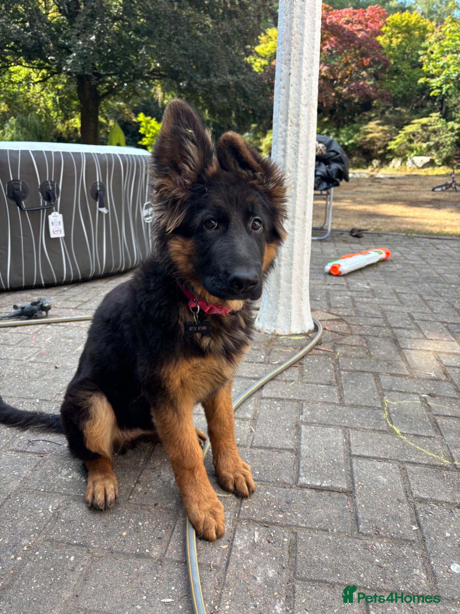 German Shepherd dogs Beautiful female black face German Shepherd - Advert 1