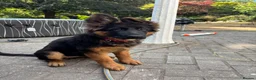 German Shepherd dogs for sale: Beautiful female black face German Shepherd - Advert 1
