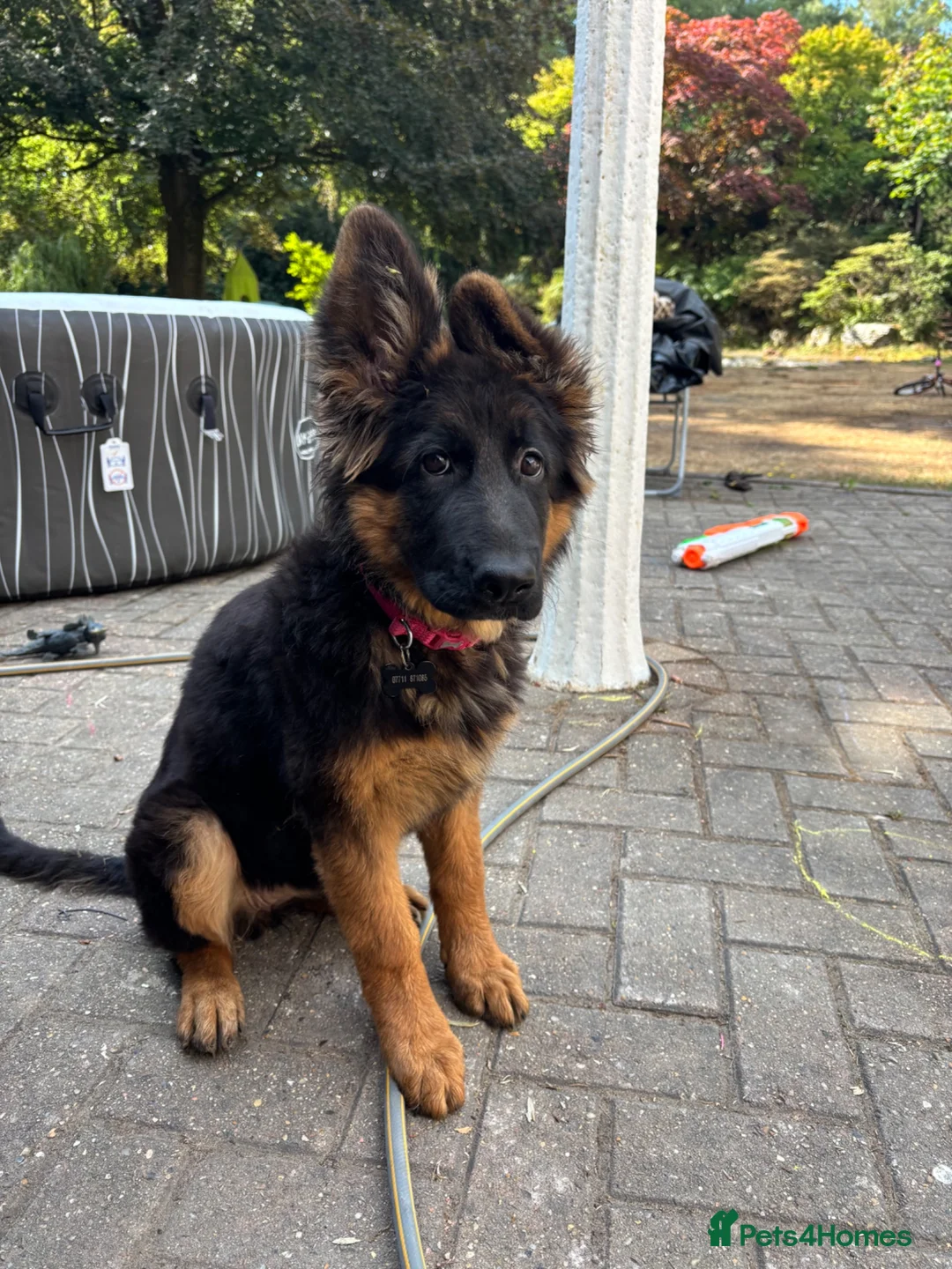 German Shepherd dogs for sale: Beautiful female black face German Shepherd - Advert 1
