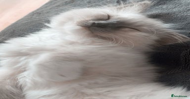 Ragdoll cats - Advert 4