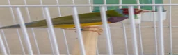 Finches birds for sale: Gouldian finch male - Advert 4