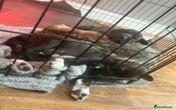 Mixed Breed dogs for sale: Bull whippets - Image 10