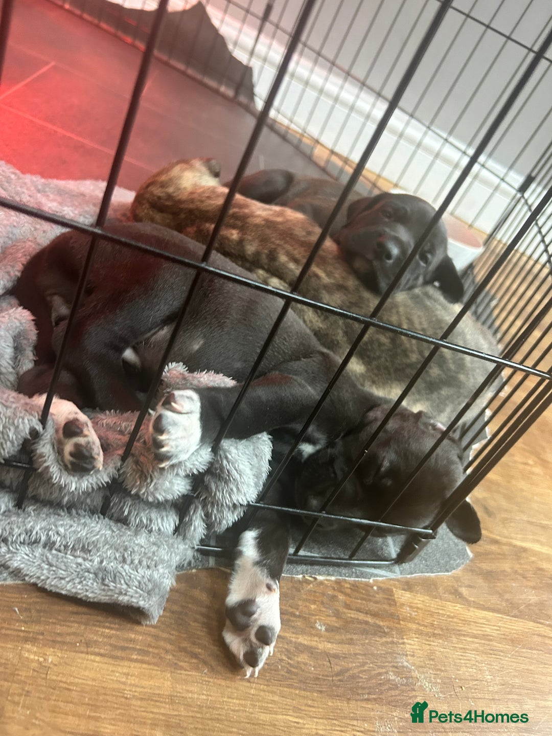 Mixed Breed dogs for sale: Bull whippets - Image 10