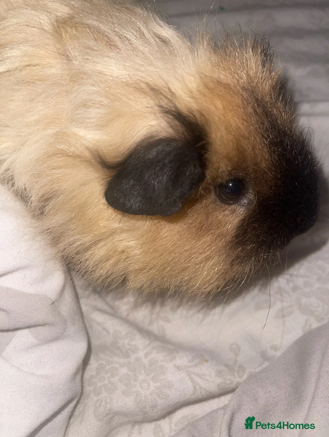 Guinea Pig rodents for sale: Two Guinea Pig Texel Boys 7 Months - Advert 2