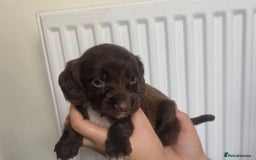 Sprocker dogs for sale: 7 Beautiful sprocker puppies  - Image 7