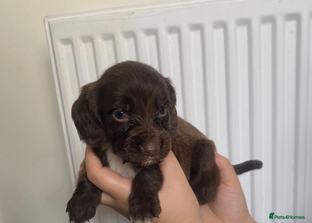 Sprocker dogs for sale: 7 Beautiful sprocker puppies  - Image 7